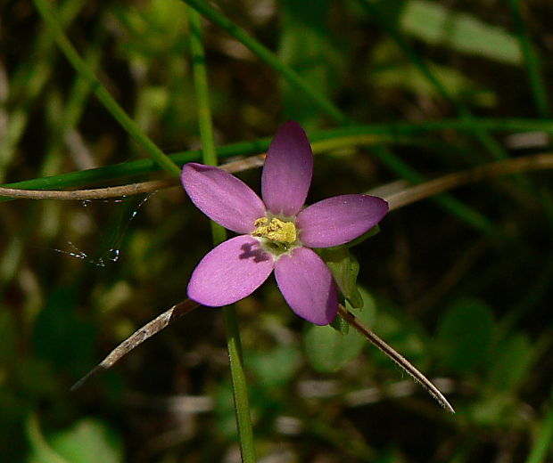 zemežlč spanilá Centaurium pulchellum (Sw.) Druce