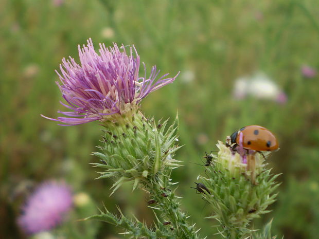 lienka sedembodková  Coccinella septempunctata