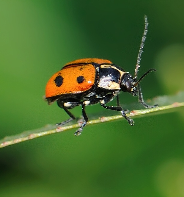 krytohlav Cryptocephalus octopunctatus