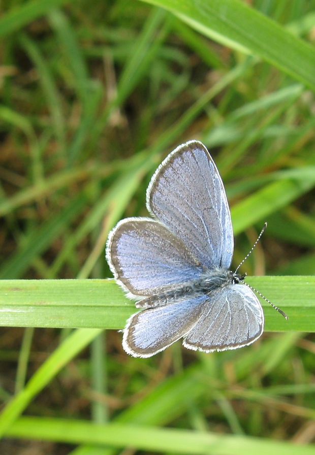 modráčik lucernový Cupido decoloratus