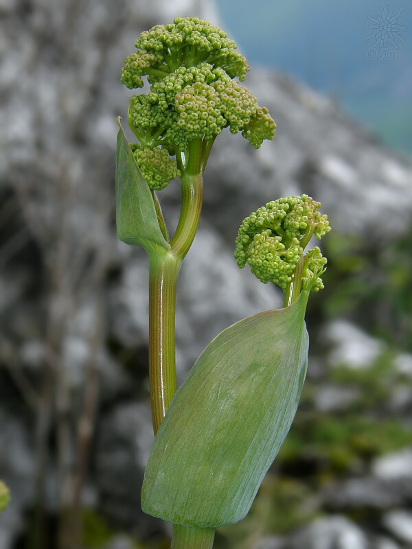 feruľa sadlerova Ferula sadleriana Ledeb.