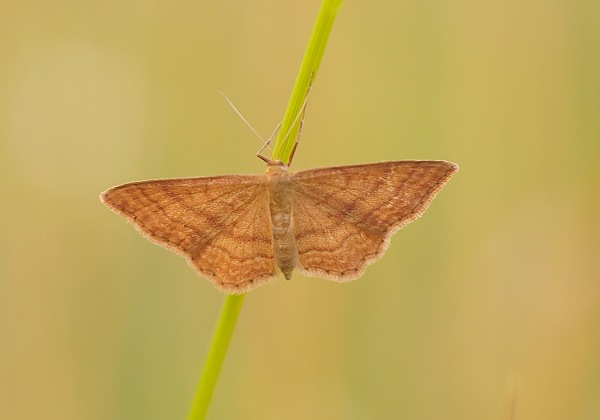 piadica okrová Idaea ochrata