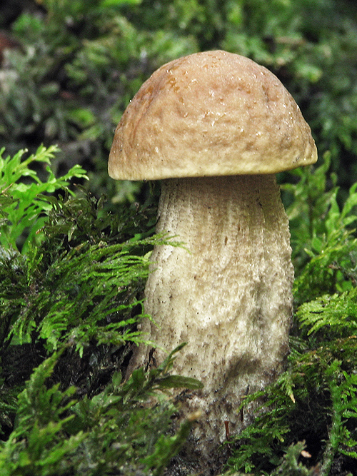 kozák hrabový Leccinum pseudoscabrum (Kallenb.) Šutara