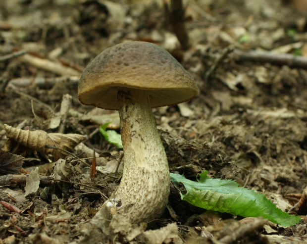 kozák hrabový Leccinum pseudoscabrum (Kallenb.) Šutara