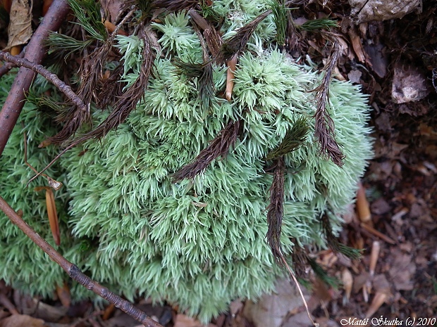 bielomach sivý Leucobryum glaucum (Hedw.) Angst.