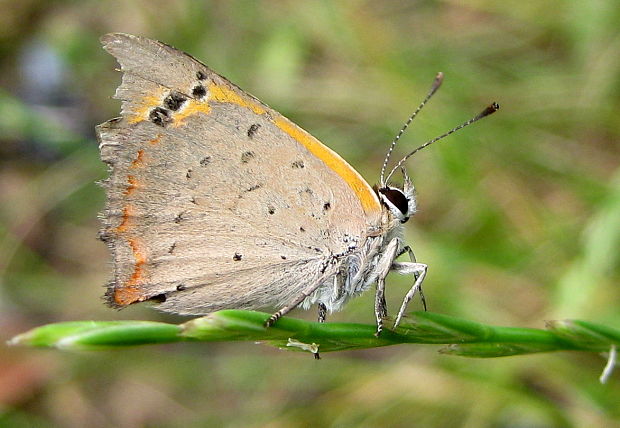 ohniváčik čiernokrídly  Lycaena phlaeas