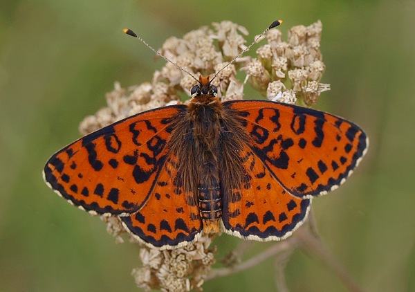 hnedáčik pyštekový Melitaea didyma