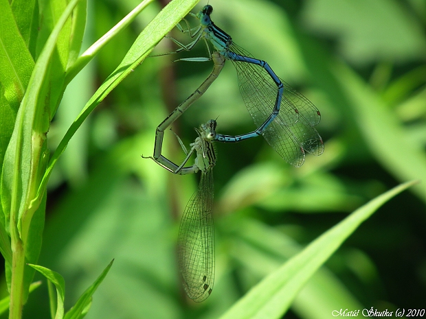 šidielko ploskonohé Platycnemis pennipes