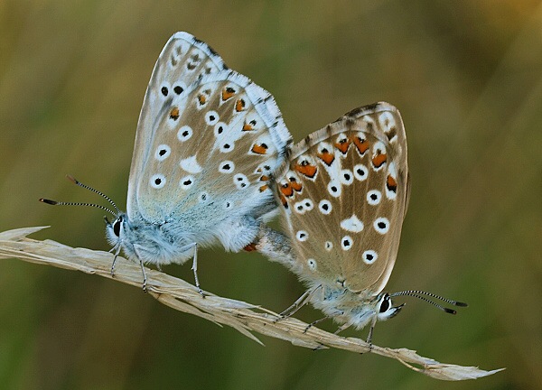 modráčik vikový Polyommatus coridon