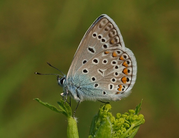 modráčik obyčajný Polyommatus icarus