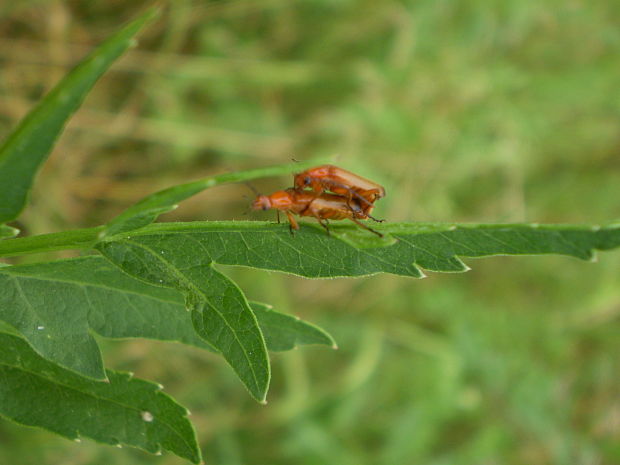 snehuľčík  Rhagonycha fulva