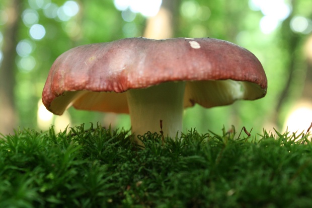 plávka Russula sp.