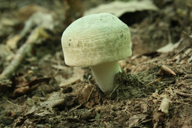 plávka zelenkastá Russula virescens (Schaeff.) Fr.