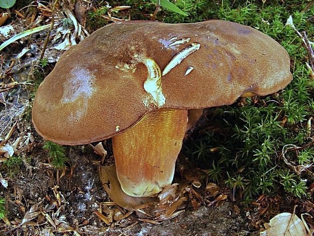 hríb zrnitohlúbikový Sutorius luridiformis (Rostk.) G. Wu & Zhu L. Yang