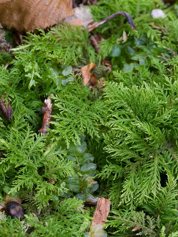 tujovička tamarišková Thuidium tamariscinum (Hedw.) Schimp.