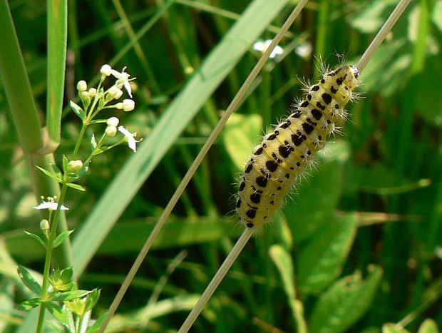 vretienka obyčajná Zygaena filipendulae L., 1775