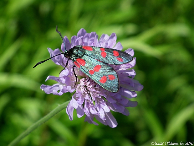 vretienka obyčajna Zygaena filipendulae