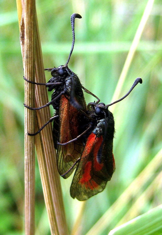 vretienka hrachorová Zygaena osterodensis