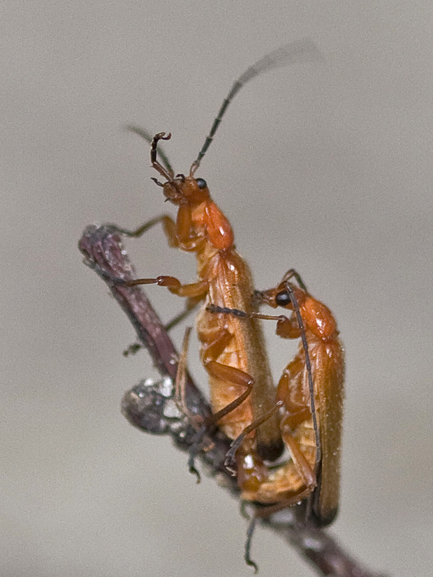 snehulčík žltý (Rhagonycha fulva)