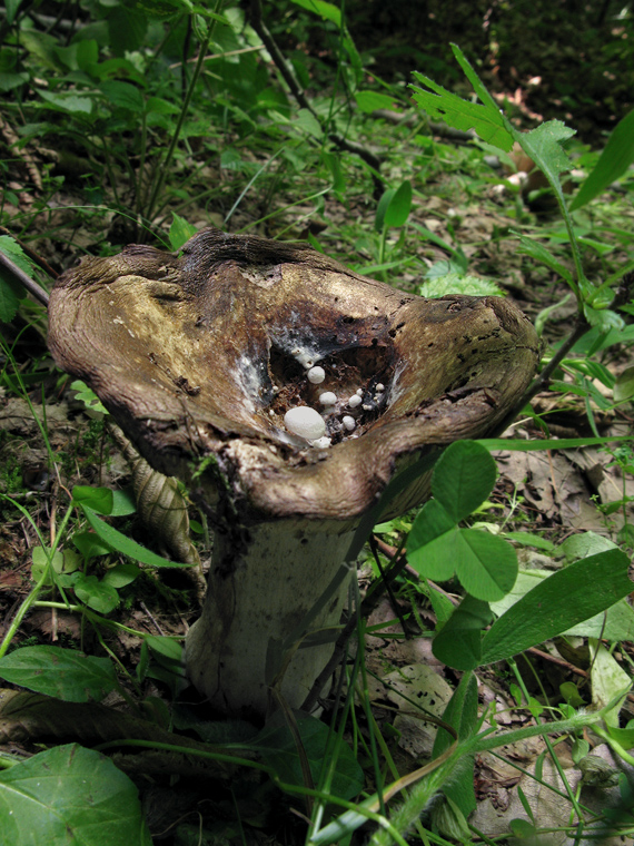 príživnica prášnicovitá Asterophora lycoperdoides (Bull.) Ditmar