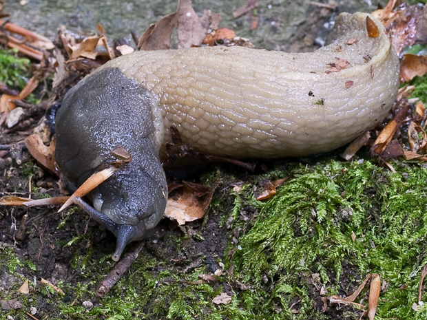 slizniak karpatský  Bielzia coerulans