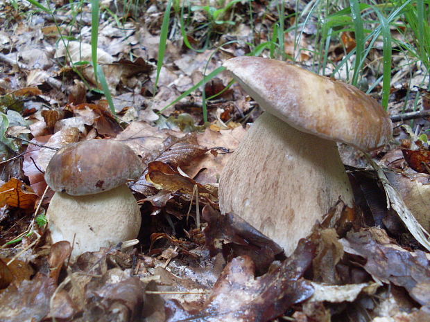 hríb dubový Boletus reticulatus Schaeff.