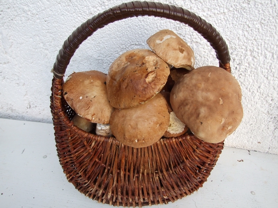 hríb dubový Boletus reticulatus Schaeff.