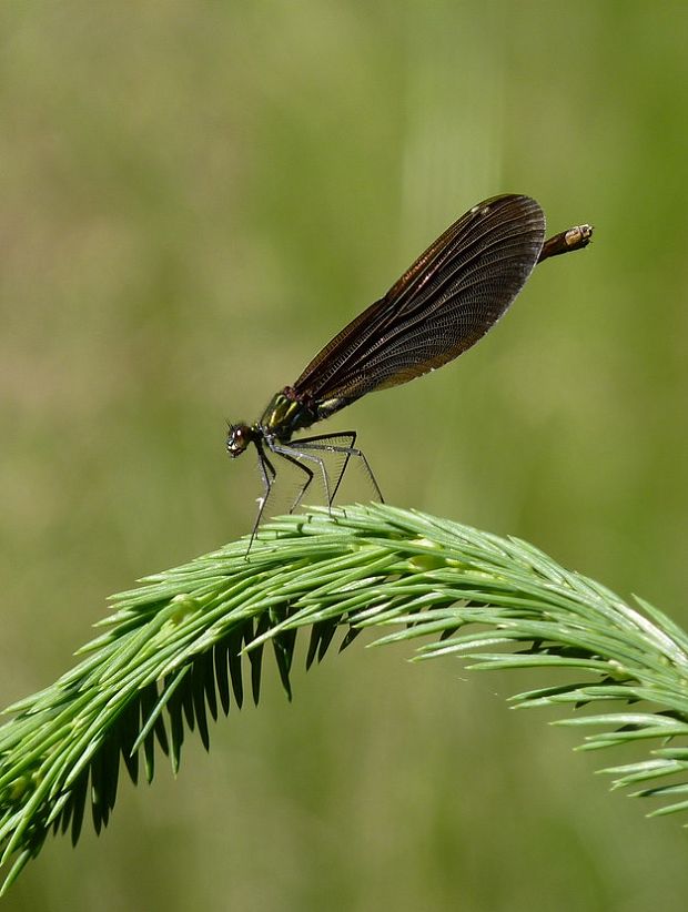 hadovka obyčajná♀ Calopteryx virgo