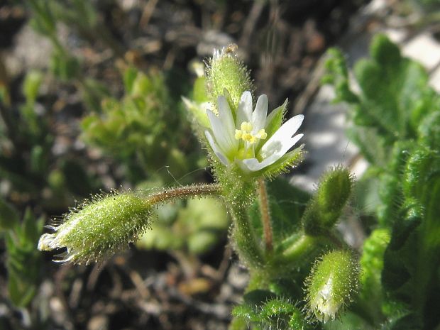 rožec lepkavý Cerastium glutinosum Fr.