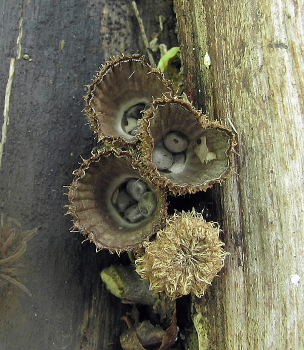 čiaškovec pásikavý Cyathus striatus (Huds.) Willd.