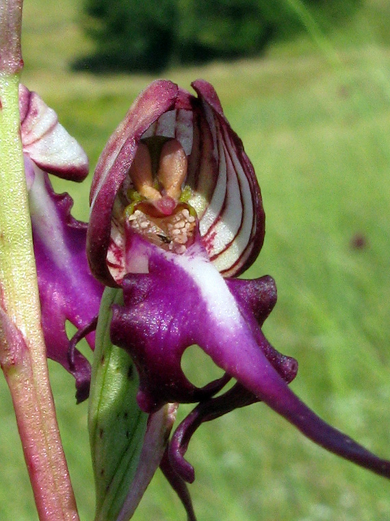 jazýčkovec  Himantoglossum jankae Somlyay, Kreutz &amp; Óvári