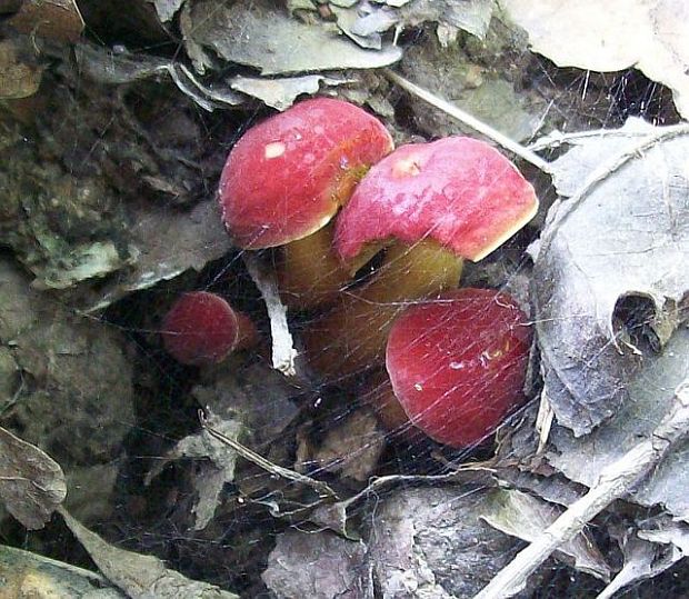 suchohríb karmínový Hortiboletus rubellus (Krombh.) Simonini, Vizzini & Gelardi