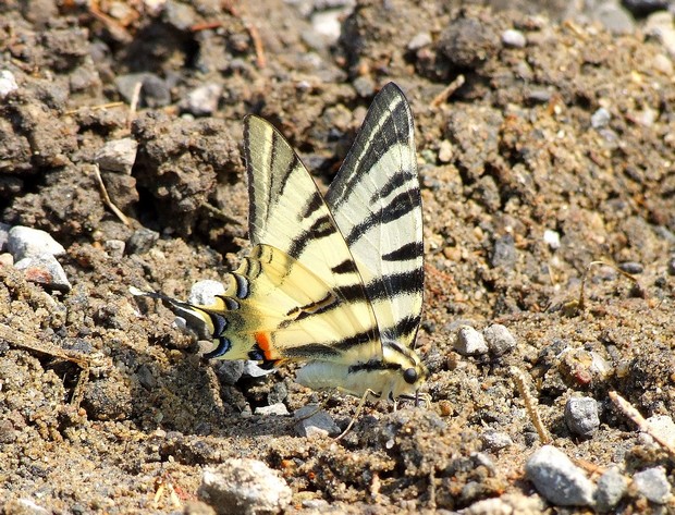 vidlochvost ovocný Iphiclides podalirius  (Linnaeus, 1758)