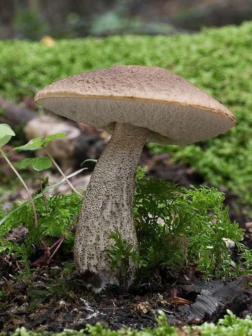 kozák hrabový Leccinum pseudoscabrum (Kallenb.) Šutara