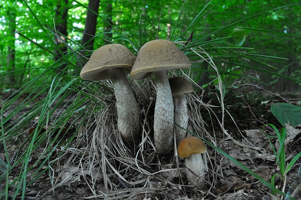 kozák hrabový Leccinum pseudoscabrum (Kallenb.) Šutara