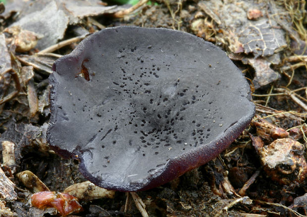 čiaška tmavomodrá Peziza saniosa Schrad.