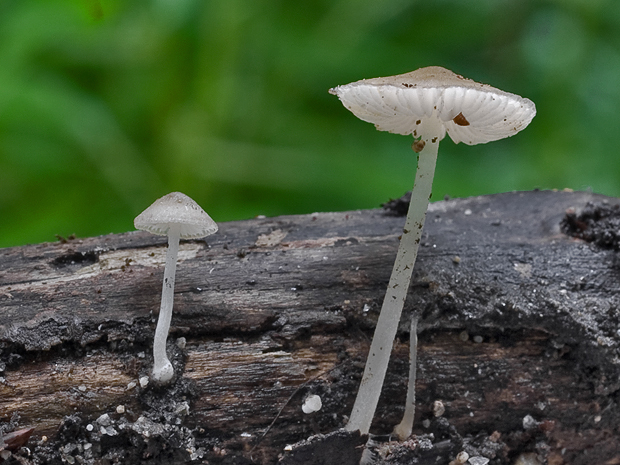 štítovka hľúzkatá? Pluteus exiguus ?