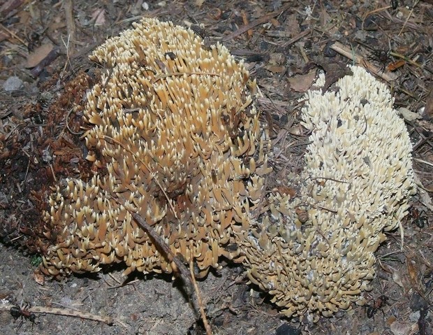 strapačka Ramaria sp.