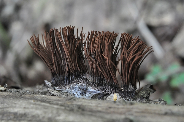 pazderka Stemonitis sp.