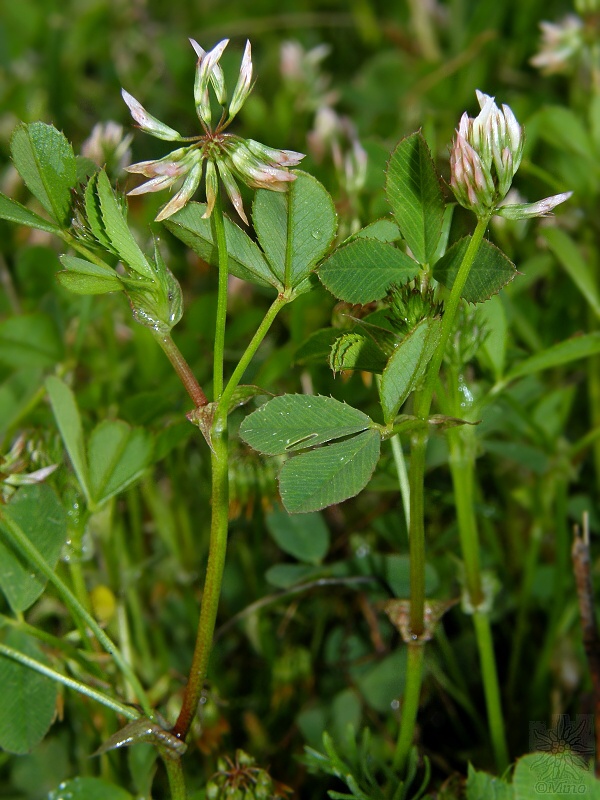 ďatelina hranatá Trifolium angulatum Waldst. et Kit.