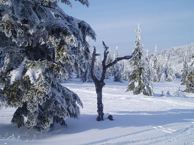 neidentifikovaná huba