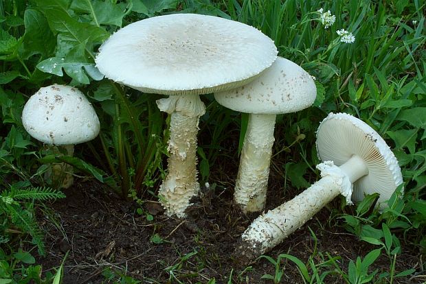 muchotrávka Vittadiniho Amanita vittadinii (Moretti) Vittad.