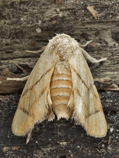 apódia dubová Apoda limacodes