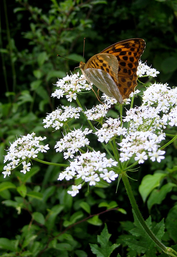 perlovec striebristopásavý  Argynnis paphia Linnaeus, 1758