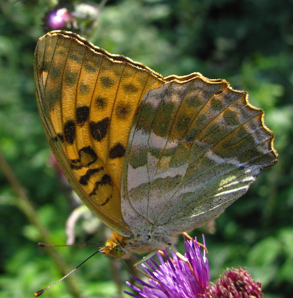 perlovec striebristopásavý Argynnis paphia