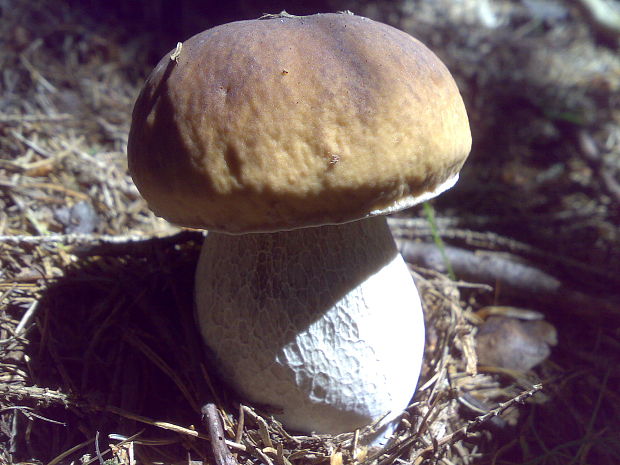 hríb smrekový Boletus edulis Bull.