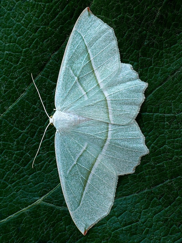 listnatka hrabová Campaea margaritaria Linnaeus, 1767