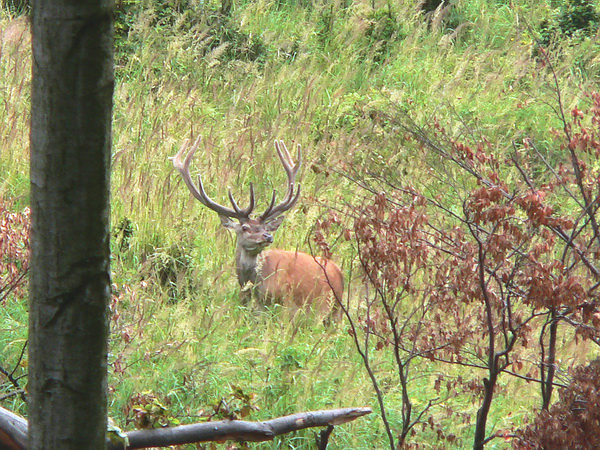 jeleň lesný Cervus elaphus