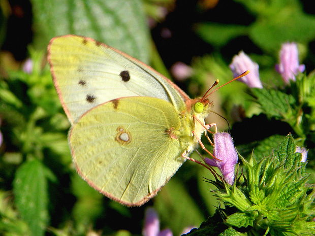 žltáčik vičencový   - samička Colias crocea f. helice