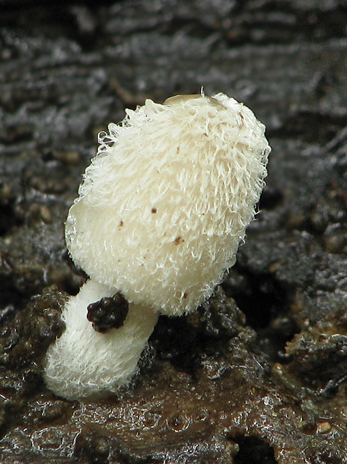 hnojník chlpatý Coprinopsis lagopus (Fr.) Redhead, Vilgalys & Moncalvo